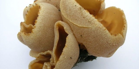 Podrumska paprika (voštana paprika): fotografija i opis